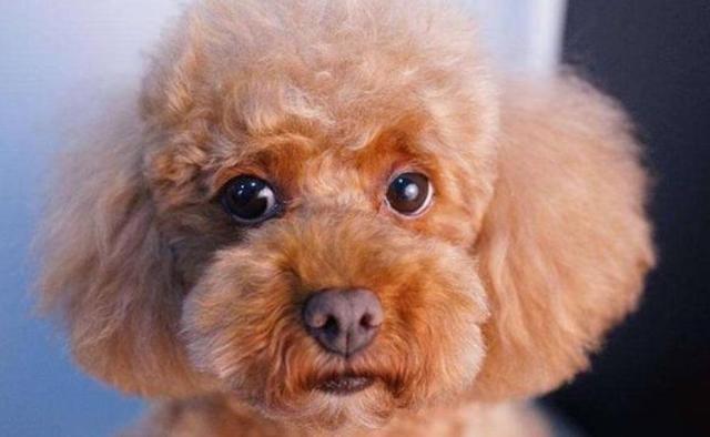 纯种泰迪犬的眼睛并不是非常的大,反而有点小,形状也是杏仁的形状