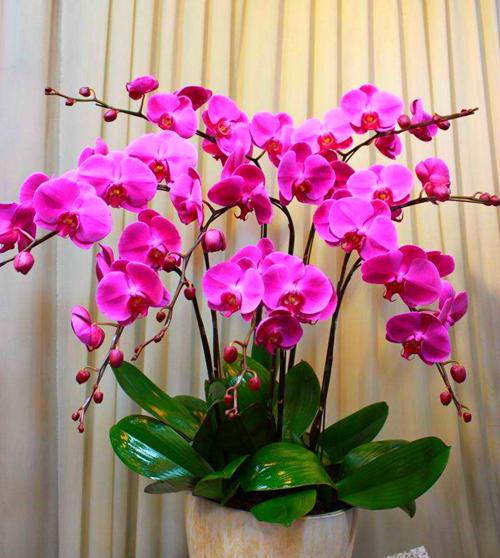 今年的年宵花买了吗?不如养一盆蝴蝶兰,一直开到年后