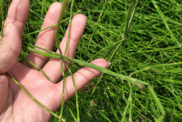 只有笔直的茎秆,它一节一节的生长,有人戏称它是发育不良的"青竹竿"