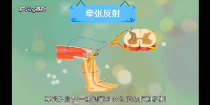 "牵张反射"———从生理学上说