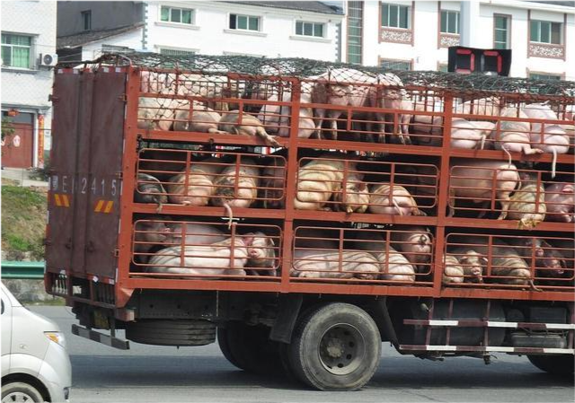 双节来到,为何也挡不住猪价的回落?