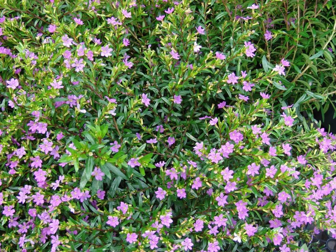 花市里好养开花旺盛的满天星不太好卖其实就是萼距花