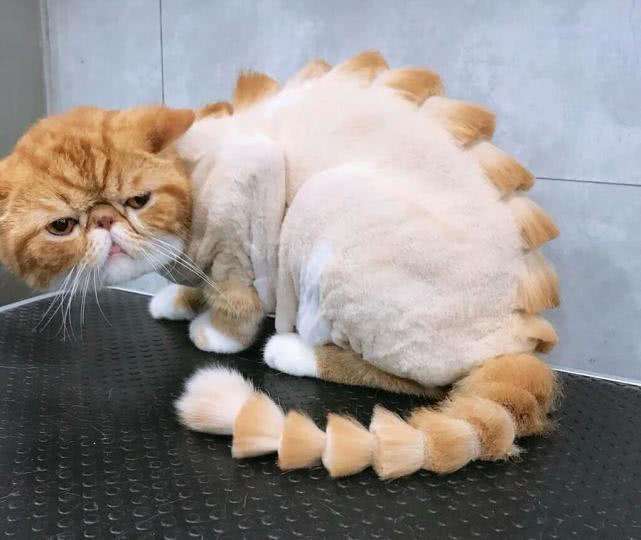 "给猫咪剃光毛后,猫咪跟我记仇一个星期"|猫咪|剃毛|猫癣_新浪新闻