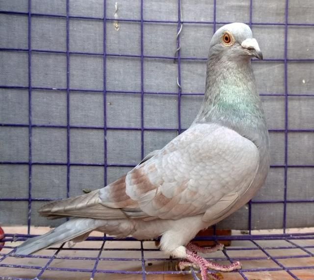 鸽子新城疫和沙门氏的区别