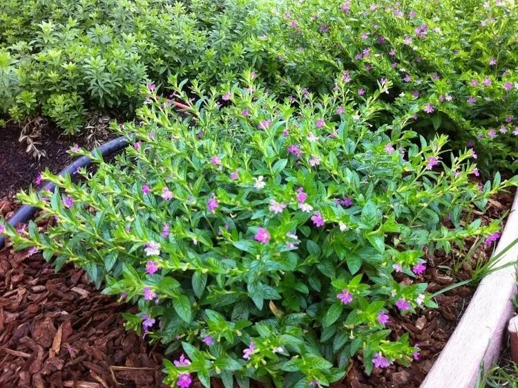 花市里好养开花旺盛的满天星不太好卖其实就是萼距花