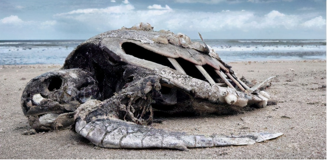 速度快了1000倍物种在快速灭绝第六次灭绝期真的来了吗