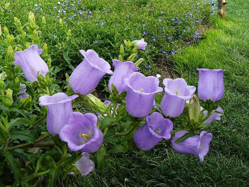 花卉植物风铃花怎么养好