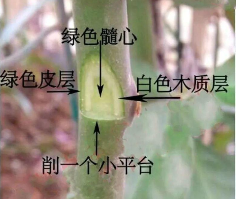 时在叶仙的杆茎上削一块,要削的厚一些,能看到杆茎里白绿相间的形成层