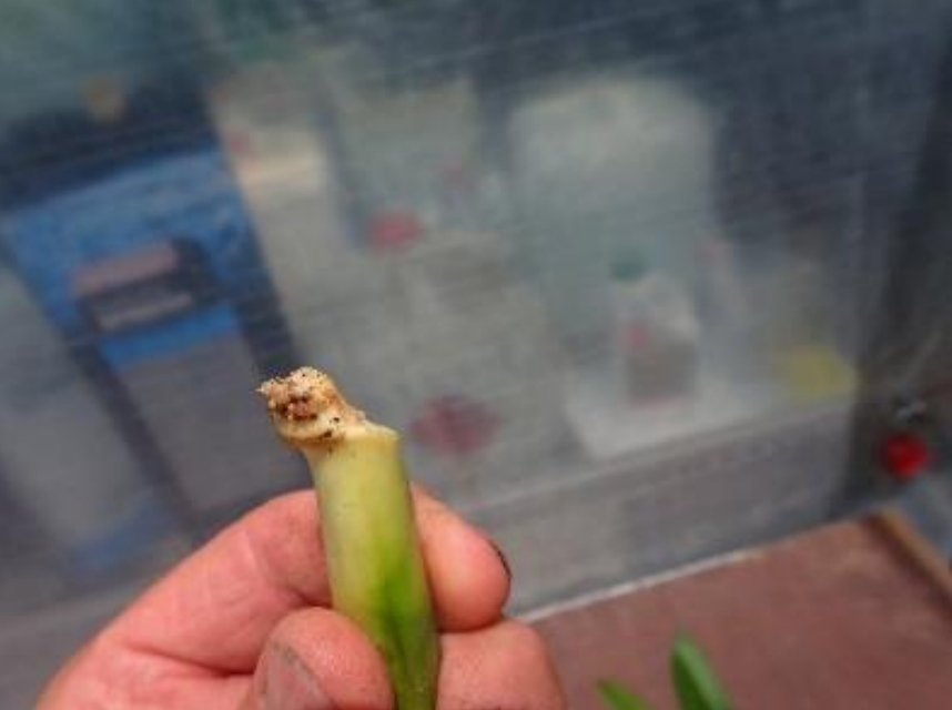 水苔能养好蝴蝶兰可挽救烂根的君子兰这么有用的材料很少人懂