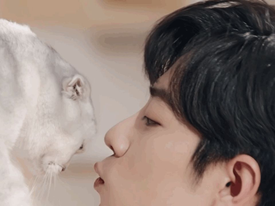 肖战代言发新视频肖战戴金丝边眼镜禁欲似顾魏与猫咪有爱互动