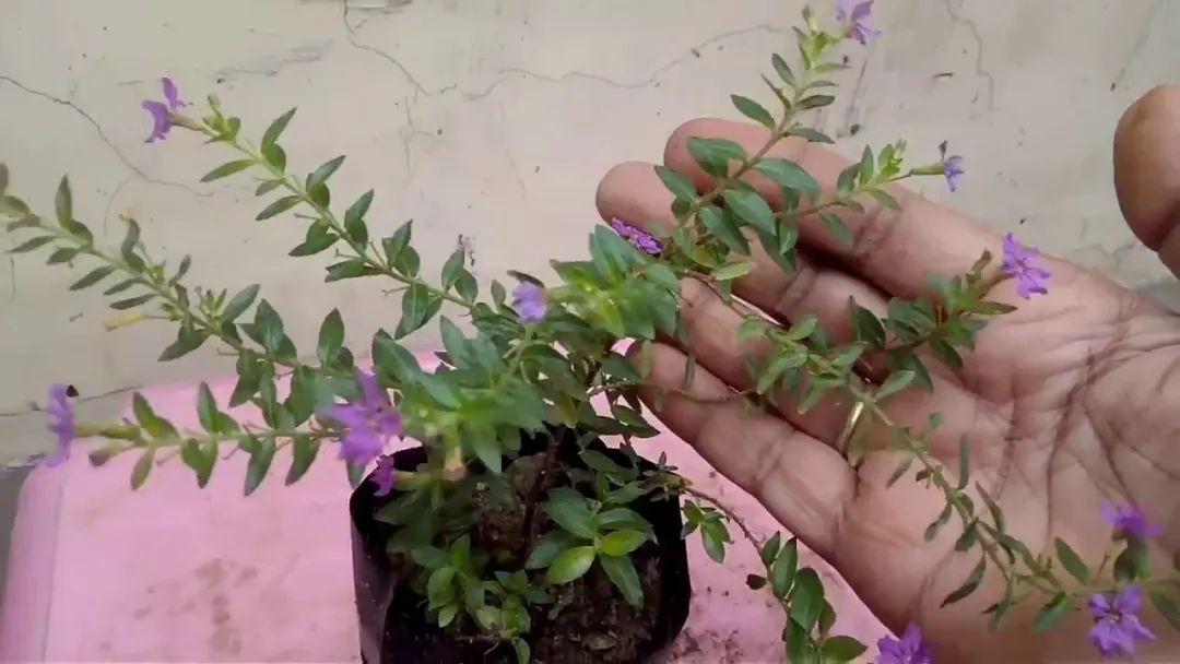 花市里好养开花旺盛的满天星不太好卖其实就是萼距花