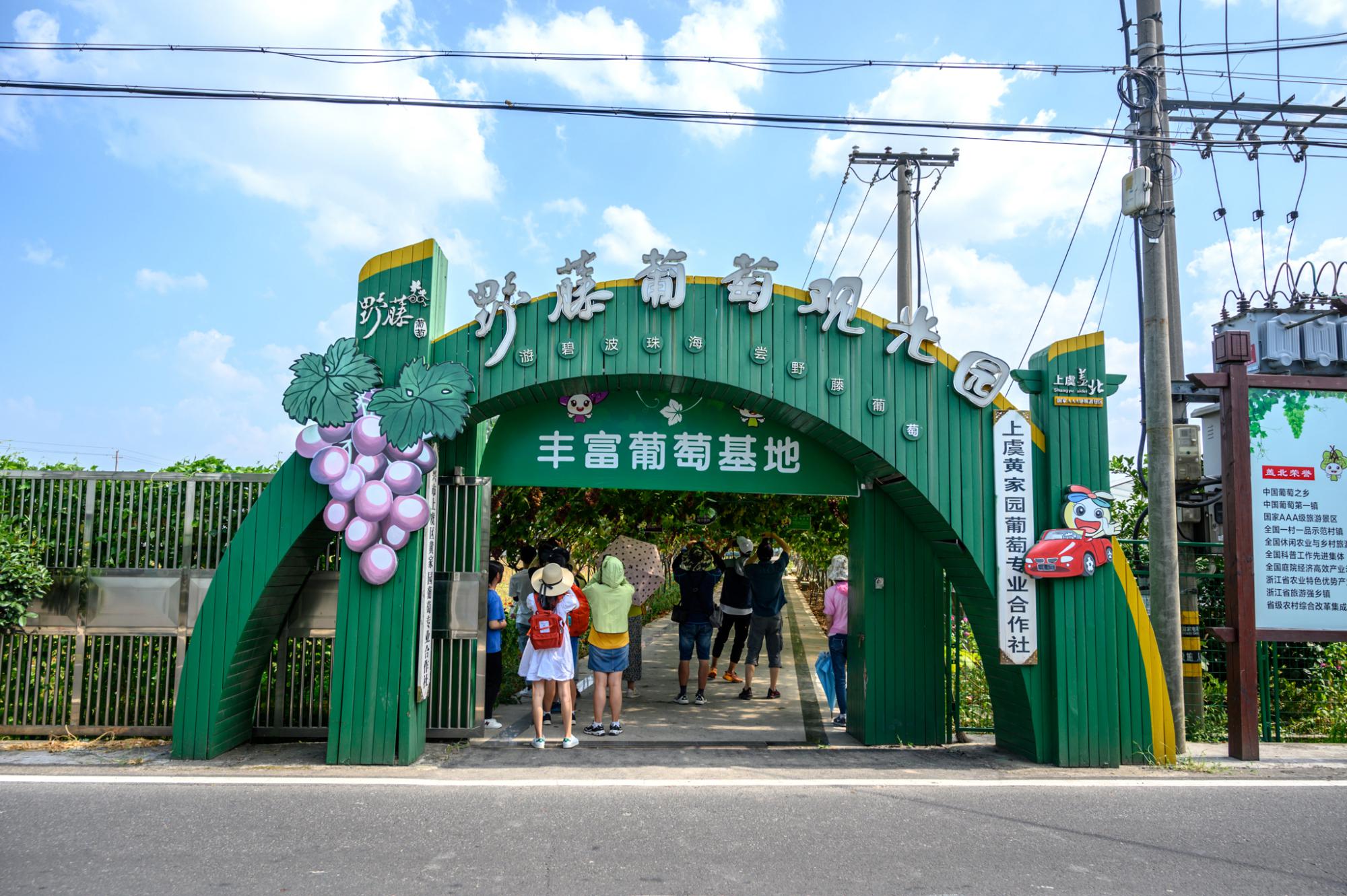 中国葡萄之乡盖北镇,被誉为"江南吐鲁番",葡萄好吃到停不下来