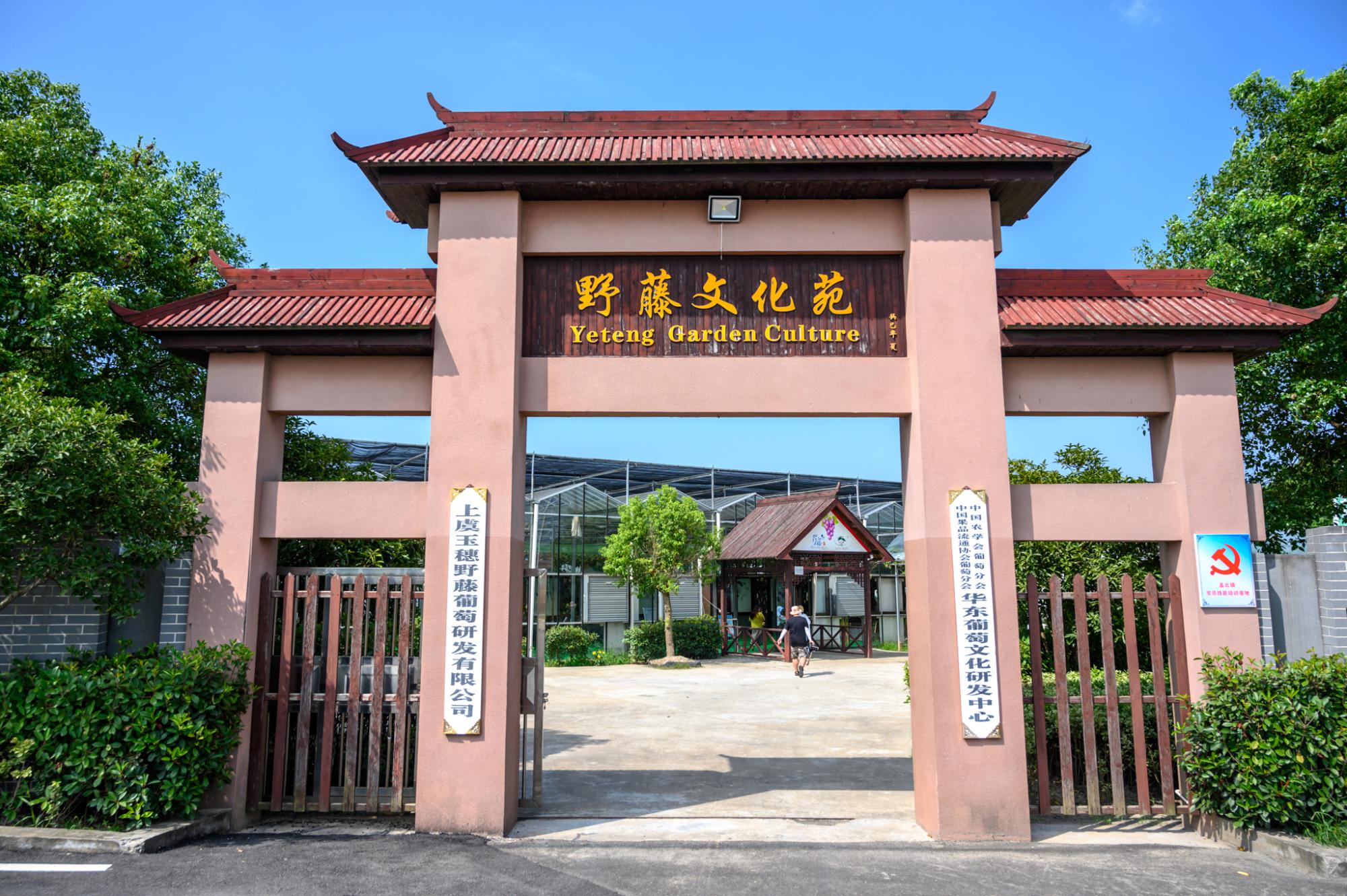 中国葡萄之乡盖北镇,被誉为"江南吐鲁番",葡萄好吃到停不下来