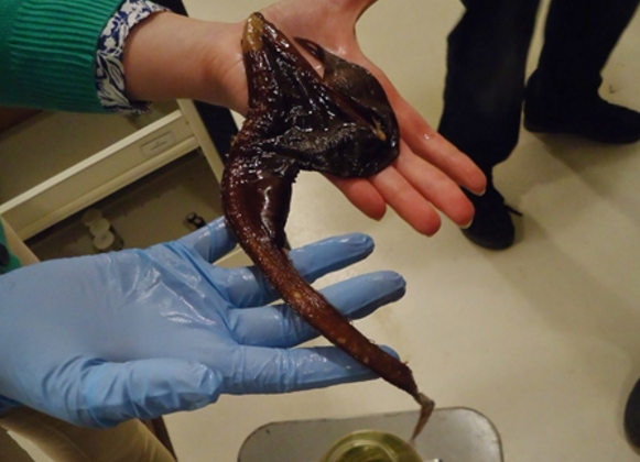 原来这条怪鱼叫做吞噬鳗,又称宽咽鱼,吞鳗,咽囊鳗等,是辐鳍鱼纲囊鳃鳗