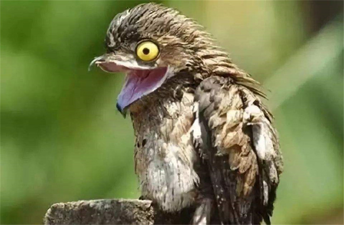 广西现大嘴怪鸟白天伪装成树木昆虫主动送上门遇天敌就装死