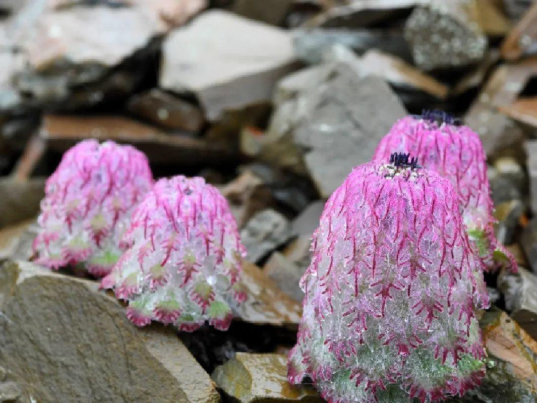 水母雪兔子,又名水母雪莲花,它常年生长在海拔4000米以上的流石滩上