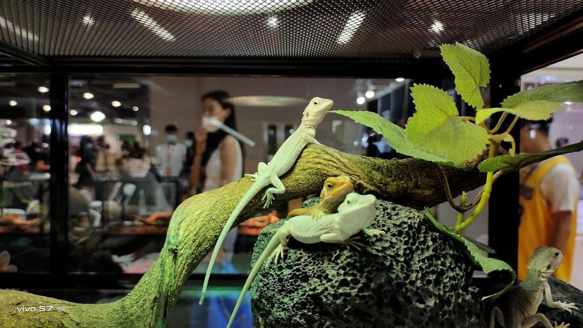 有点特别的去看宠物展,带上手机,只为看蜥蜴