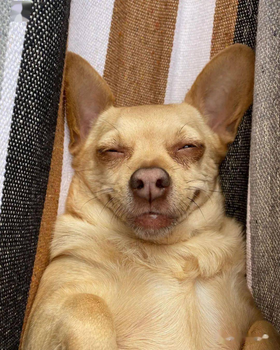 点,但是性格却非常好,天生的乐观,而且还很可爱,常常做出超有戏的表情