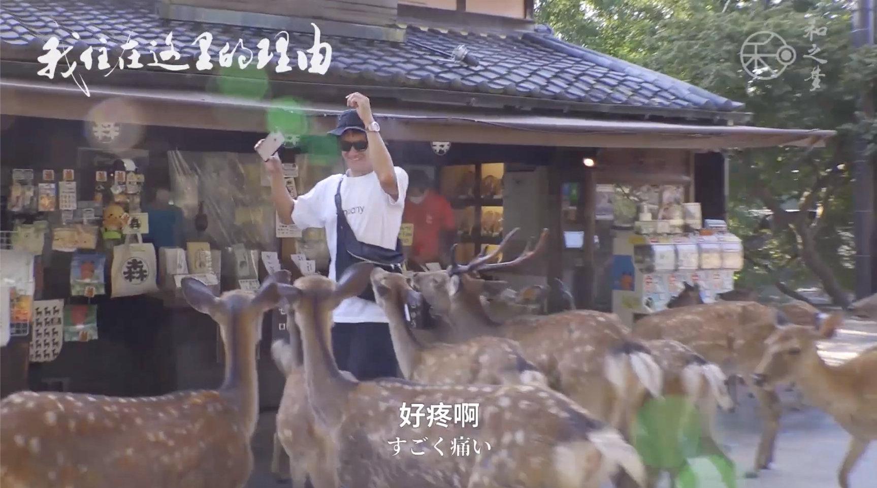 鹿世界主题公园一日 今冬超具特色的冰雪盛会鹿世界冰雪嘉年华 有山团建