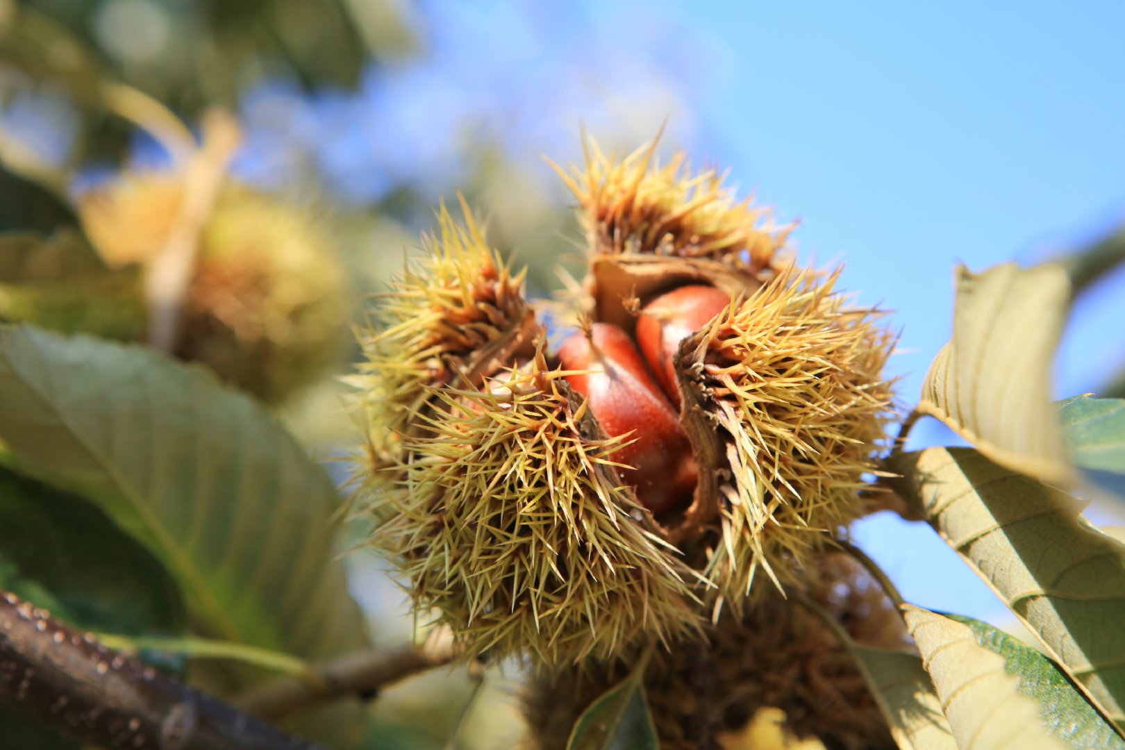 以上具有优质板栗生长与发育最适宜的气候条件,对促进板栗营养物质的