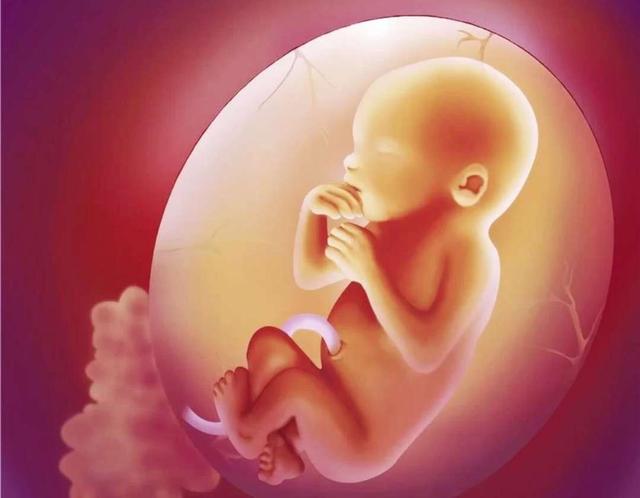 孕晚期子宫右旋图片图片