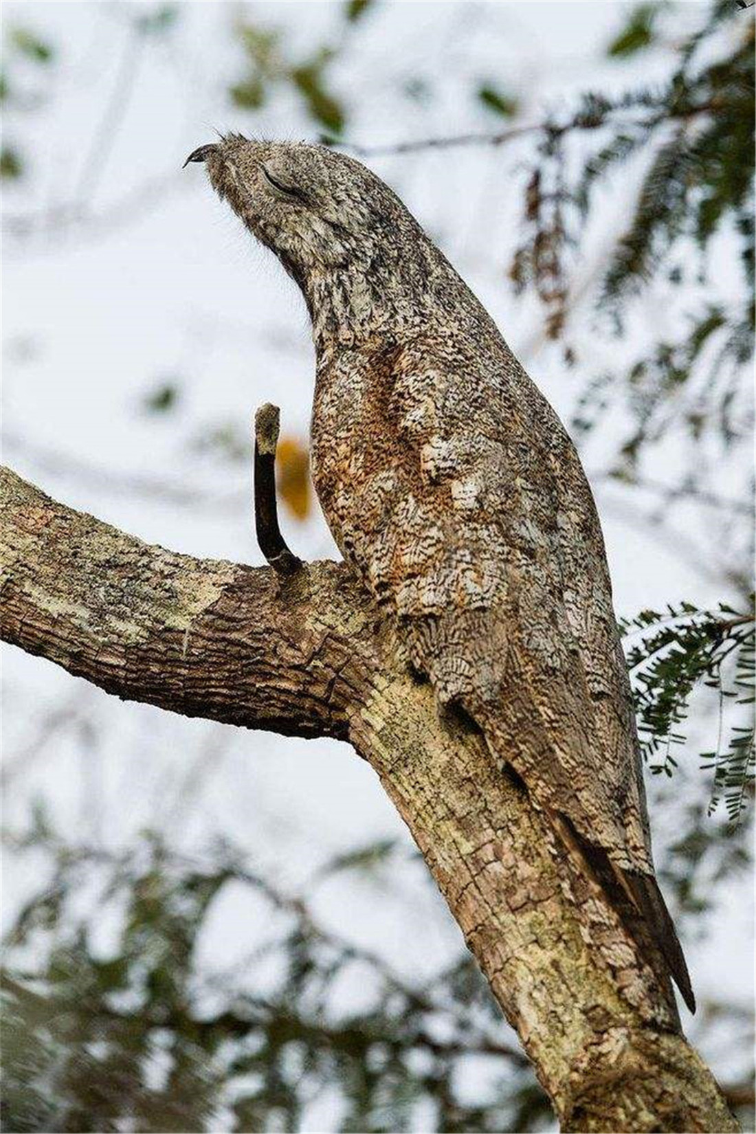 广西现大嘴怪鸟白天伪装成树木昆虫主动送上门遇天敌就装死