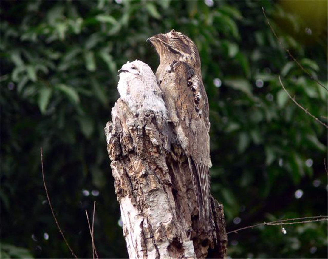 广西现大嘴怪鸟白天伪装成树木昆虫主动送上门遇天敌就装死