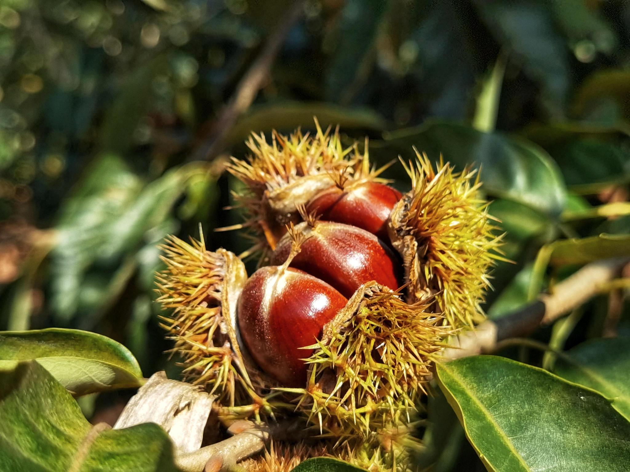 得天独厚的地理位置和特殊气候,使青龙所产板栗果形端正,果粒均匀