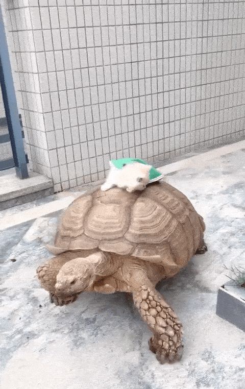 长大了,年老体弱,要给小王八蛋们当龟龟步行车?