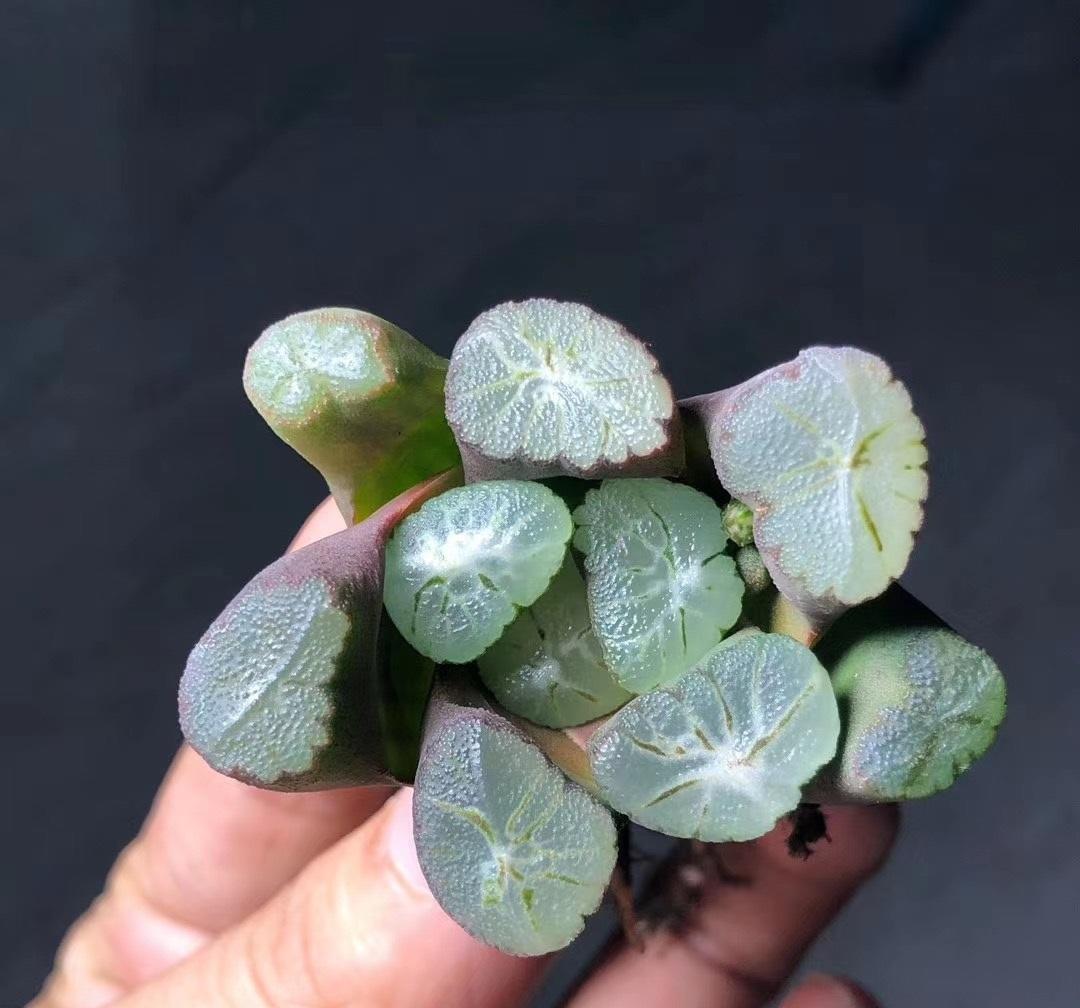 又贵又小的多肉万象,值不值得养?真心喜欢,养几棵也不错