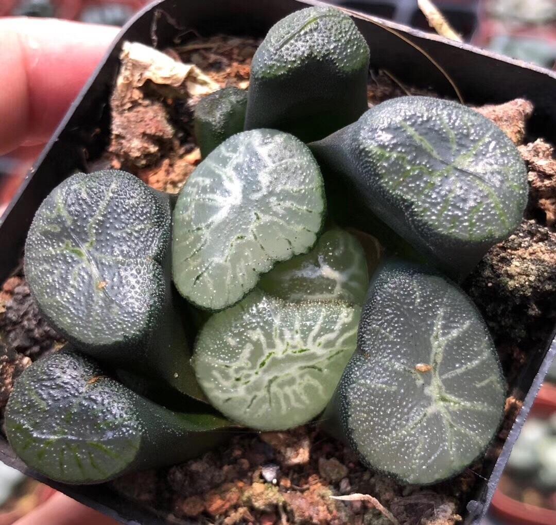 又贵又小的多肉万象,值不值得养?真心喜欢,养几棵也不错