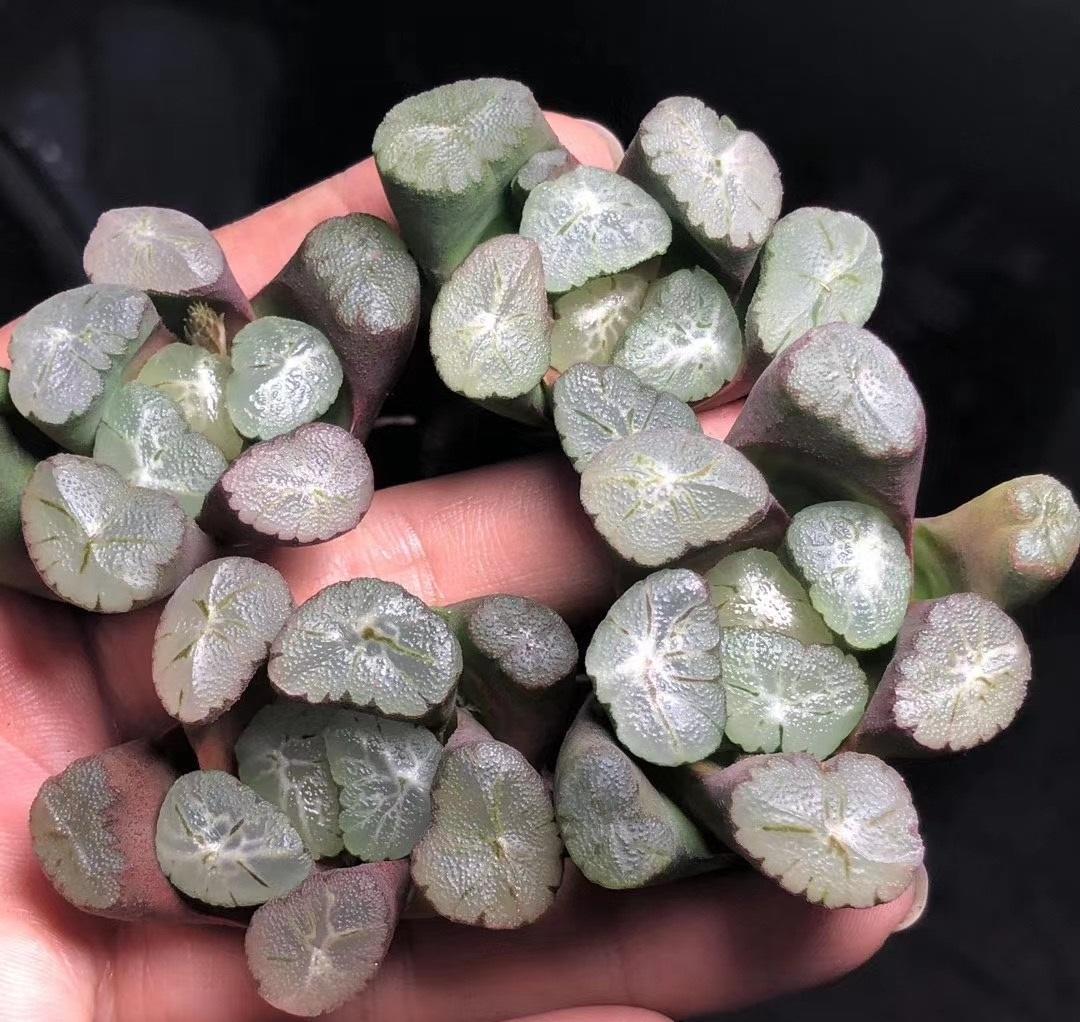 万象中最顶端的品种有万象锦,还有一些普通的品种,像紫镜,欧若拉,雪国