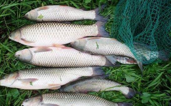 草鱼虽然是血管病人良好的食物!食用不当容易病情加重,值得一看
