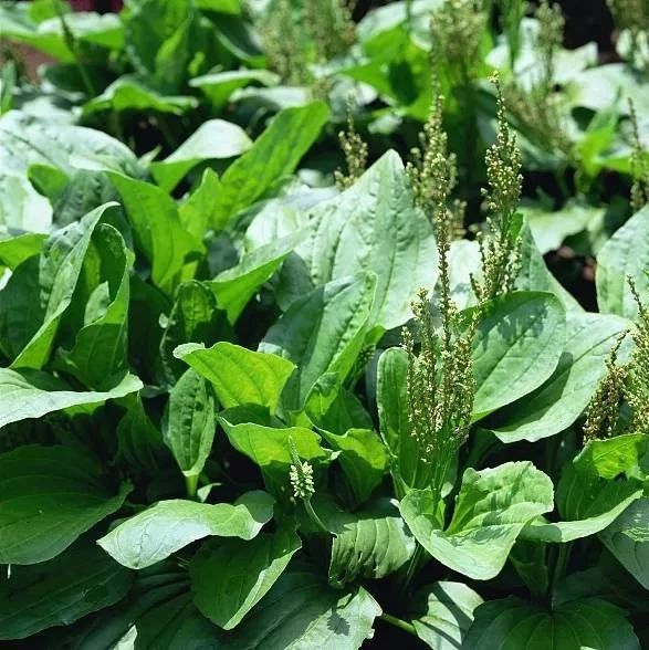 药食同源 | 这种花虽“低调”,但可疏肝解郁、和胃止呕,尤其适合减肥者|食同源|代代花|玳玳花_新浪新闻