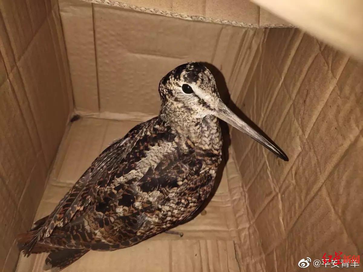 捡到一只飞不动的长嘴大鸟,市民带其到派出所"求助",原来这鸟竟是