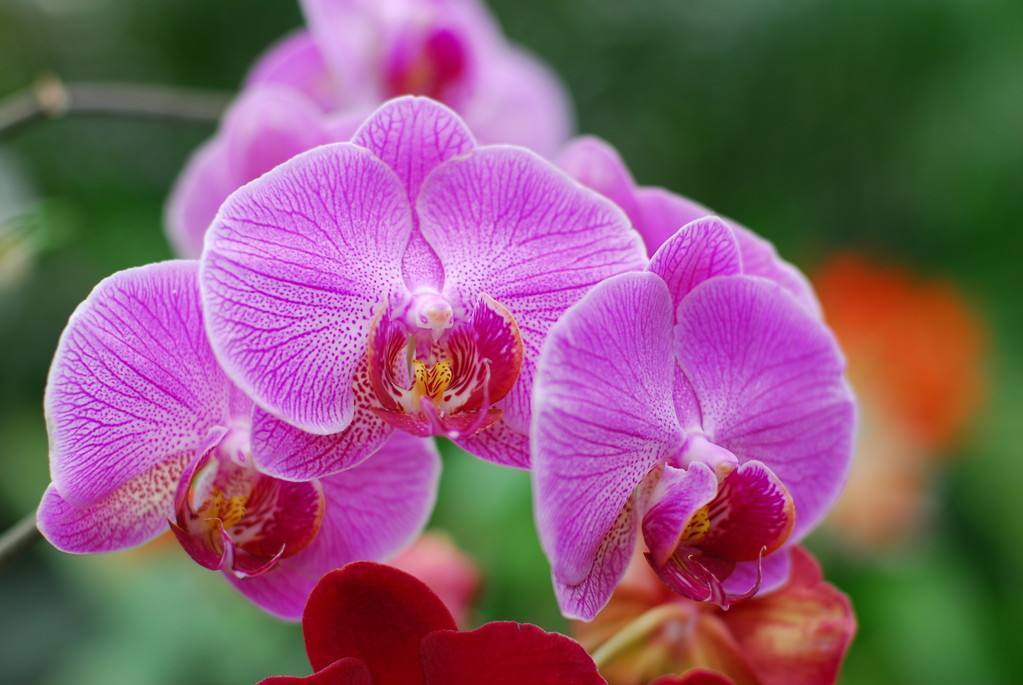 蝴蝶兰是有名的年宵花,开花似蝴蝶,十分好养你也能上手