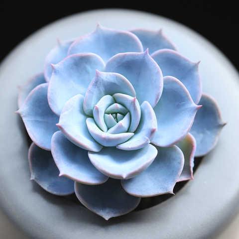 这几个星座生活中心态极好生活质量极高不抱怨活在当下