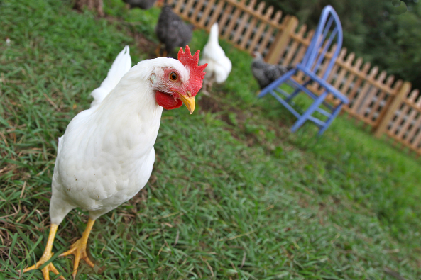 属鸡人:一定要珍惜2个人,一个陪你白头到老,一个助你青云直上