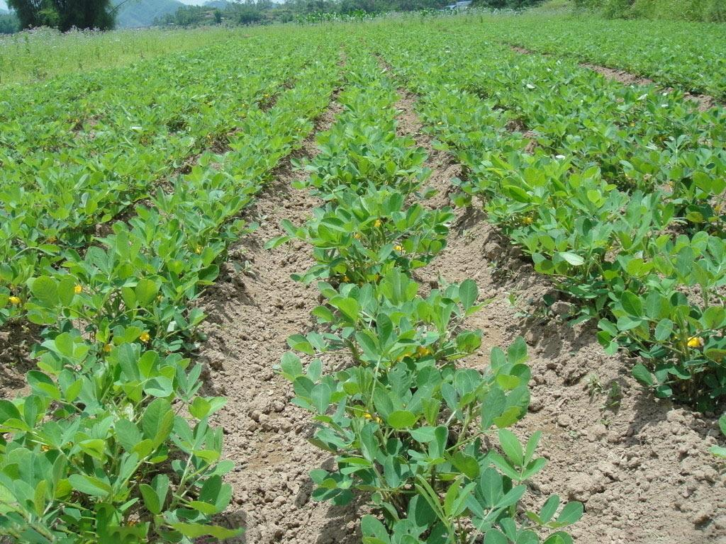 花生怎么种植产量高?花生的种植技术与管理
