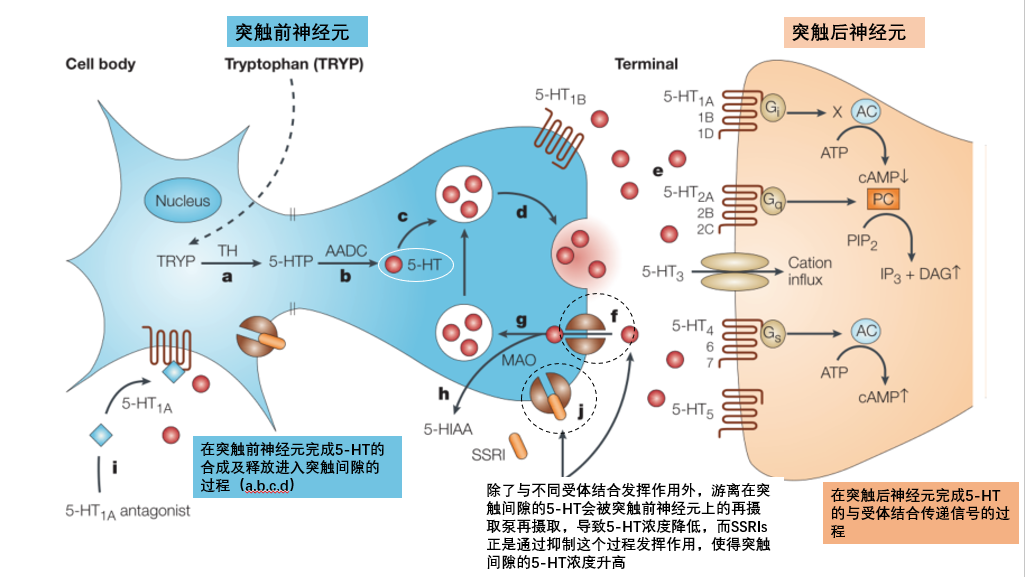 修复屏障主要用透明质酸钠