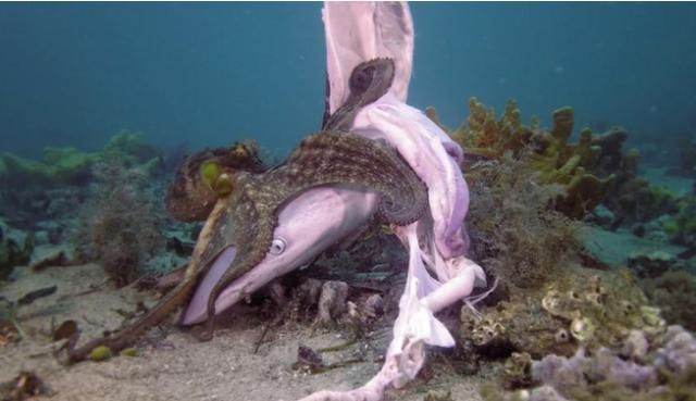 巨型章鱼大战鲨鱼海底霸王被活活吞噬镜头拍下精彩一幕