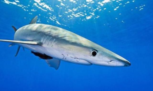 巨型章鱼大战鲨鱼海底霸王被活活吞噬镜头拍下精彩一幕