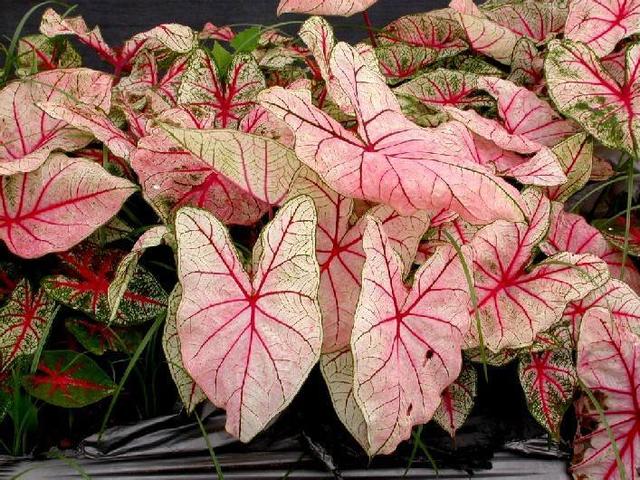 这种"观叶"绿植养好了,不比养花差