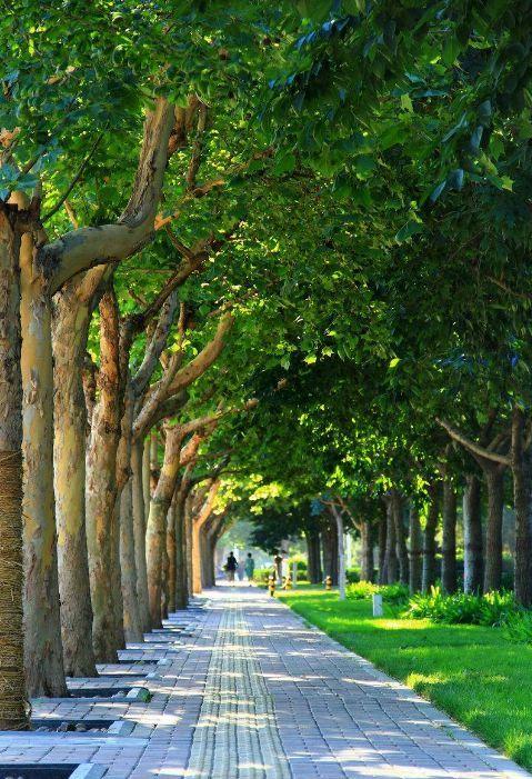 刘昊然带你来认识郑州最美法桐