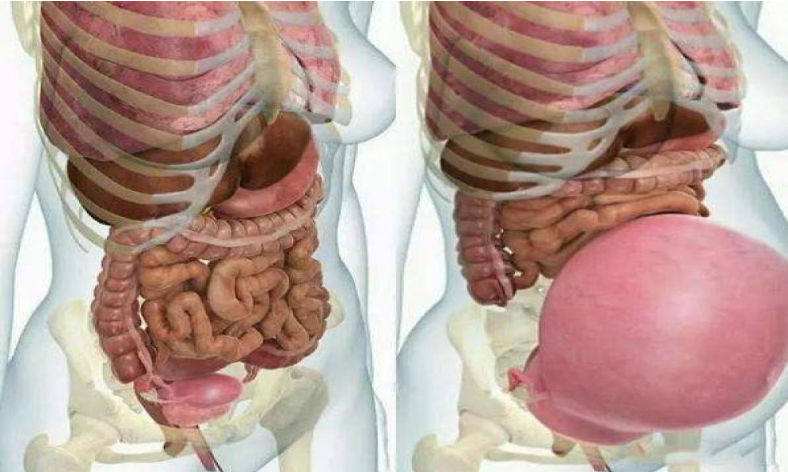 孕妇的“肚量”有多大？一张图告诉你答案！孕妇的内脏都被挤没了休闲区蓝鸢梦想 - Www.slyday.coM