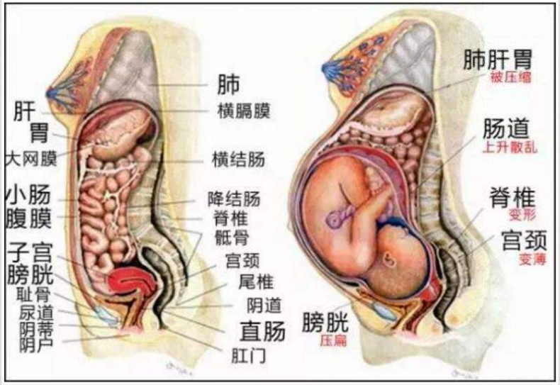 孕妇的“肚量”有多大？一张图告诉你答案！孕妇的内脏都被挤没了休闲区蓝鸢梦想 - Www.slyday.coM