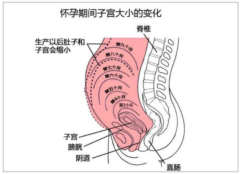 孕妇的“肚量”有多大？一张图告诉你答案！孕妇的内脏都被挤没了休闲区蓝鸢梦想 - Www.slyday.coM