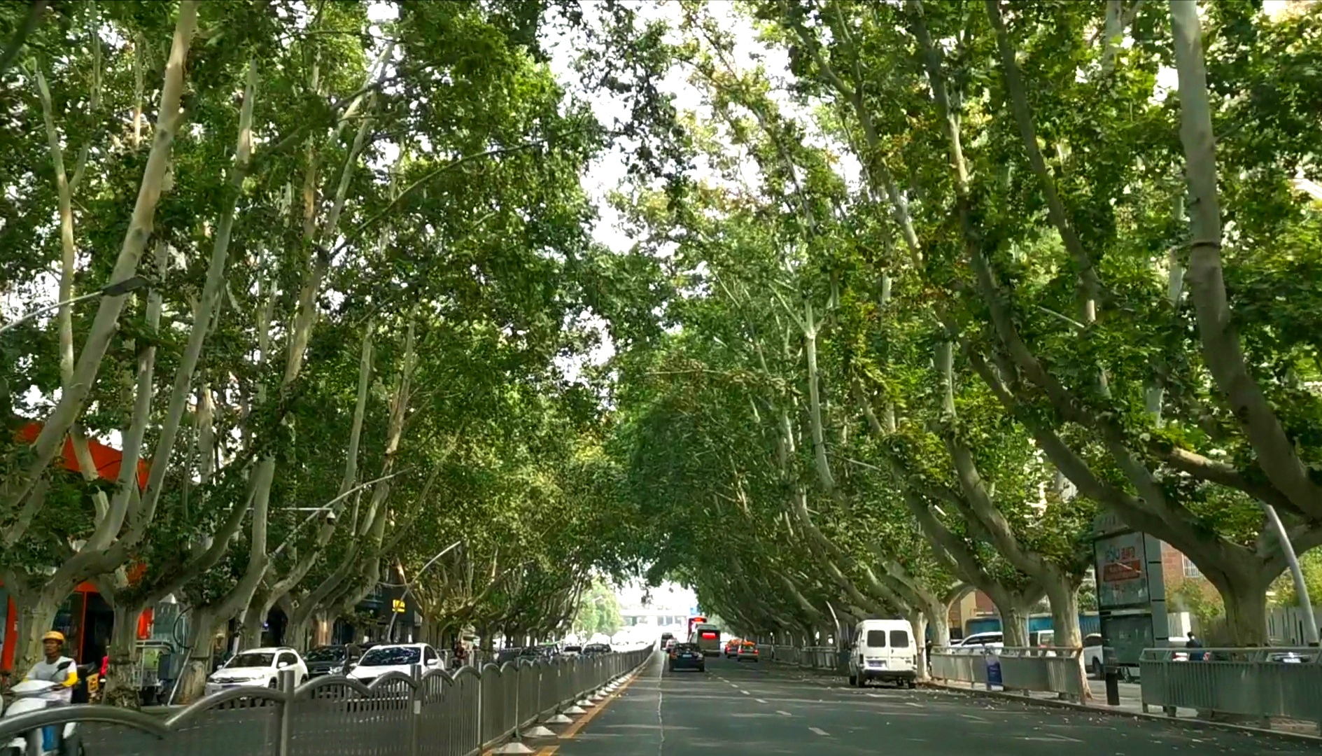 刘昊然带你来认识郑州最美法桐