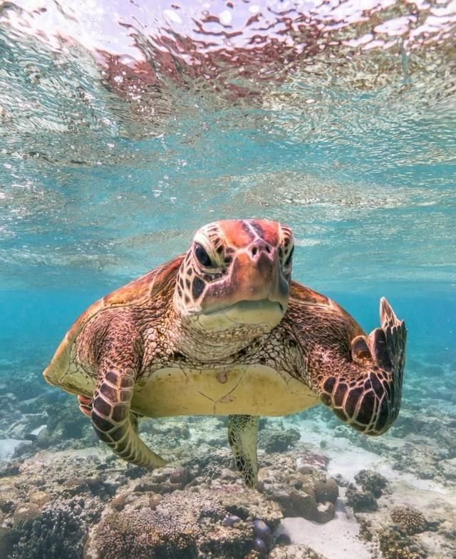 水下的世界很精彩,但是麻烦龟大哥你注意一下你的手势,毕竟这是文明的