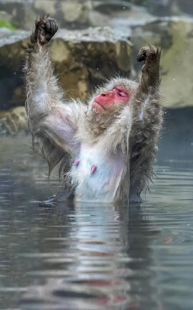 温泉里的猴子,自己找亮点